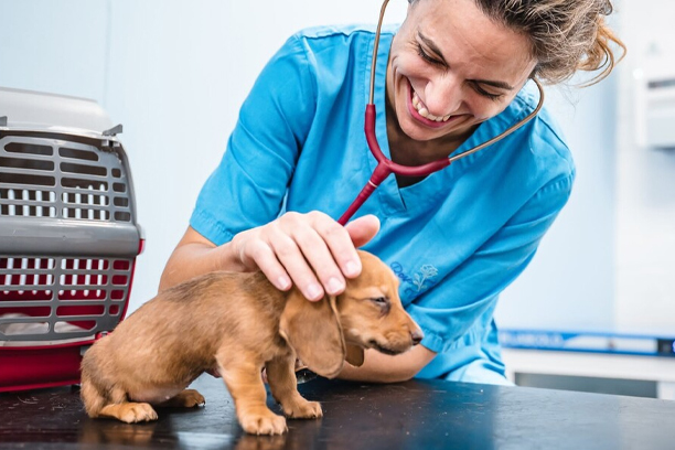 Health & Veterinary Care